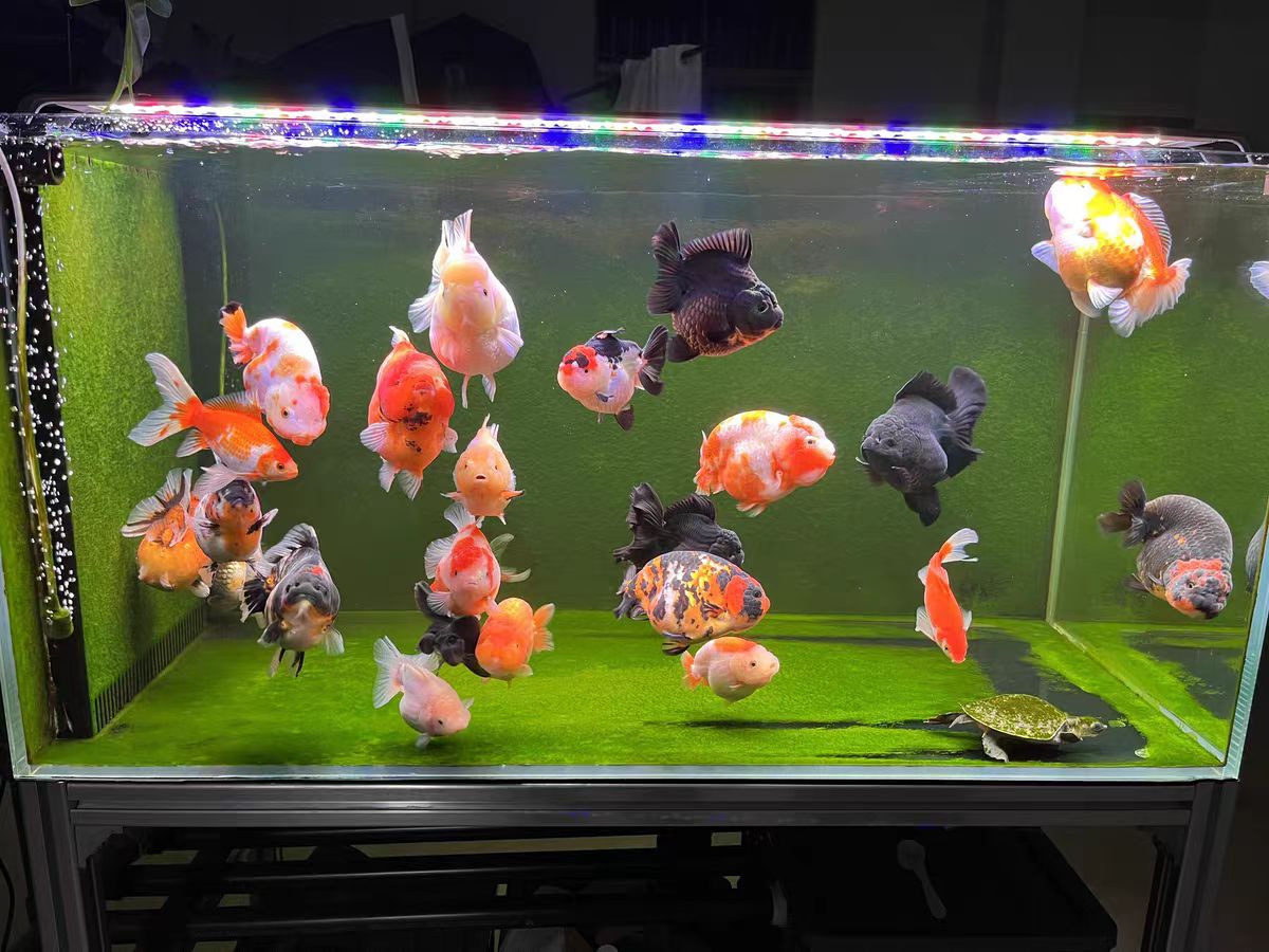 Aquarium Light With Optical Le - Marine Aquarium In Clearwater のレビューと価格